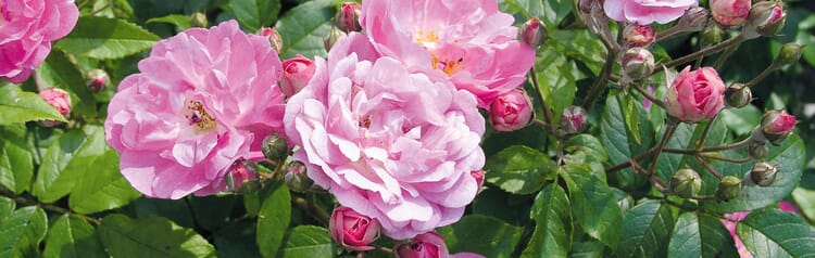 Frühjahrspflanzung von Rosen