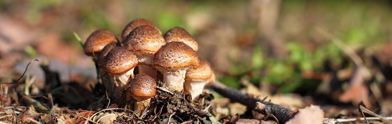 Eetbare paddenstoelen kweken