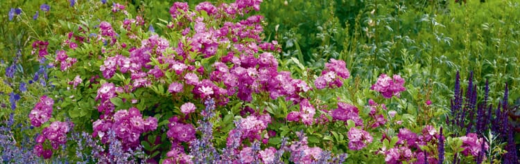 Snoei vaste planten en rozen om verdere bloei te bevorderen