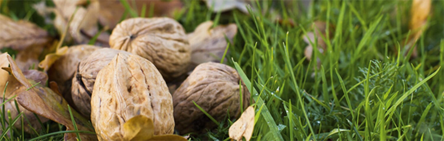 Walnüsse ernten und lagern Manufactum Gartenjahr