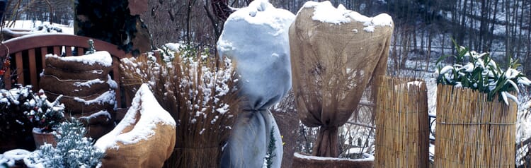 Winterharte Kübelpflanzen vor Frost schützen
