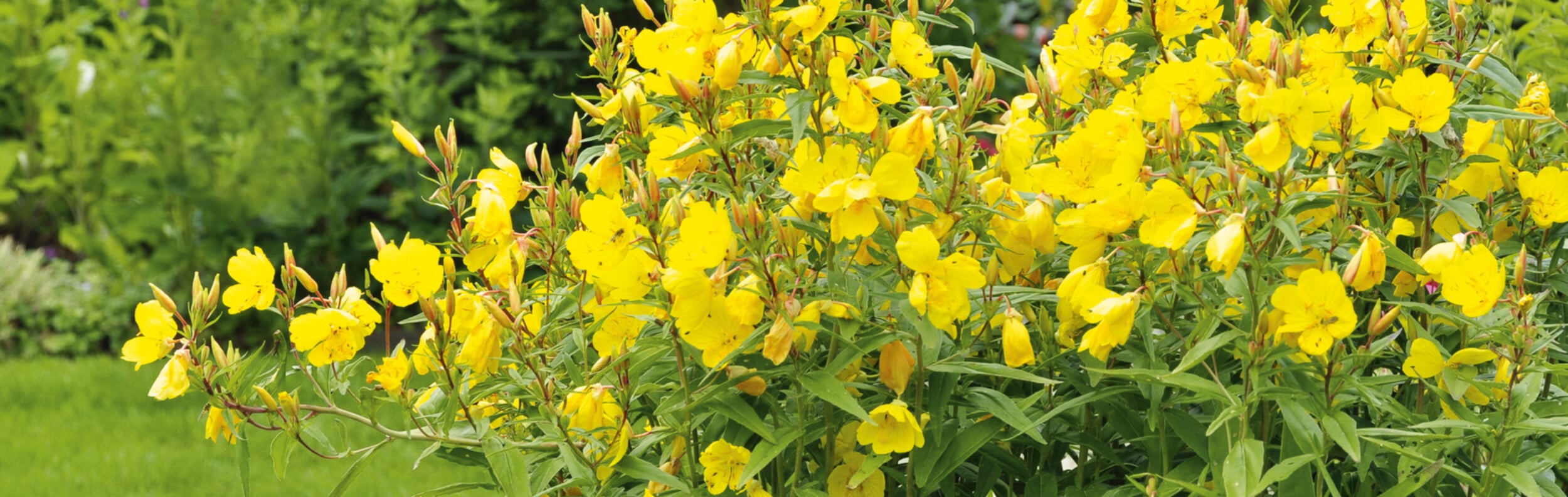 Zweijährige Blumen aussäen | Manufactum Gartenjahr