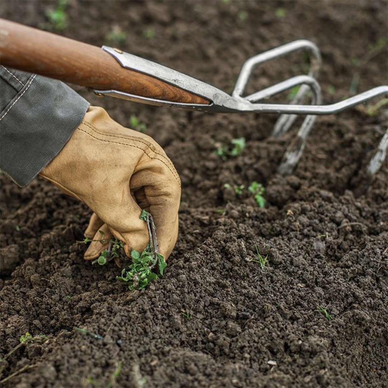 Maak voor het planten de grond goed los en verwijder onkruid