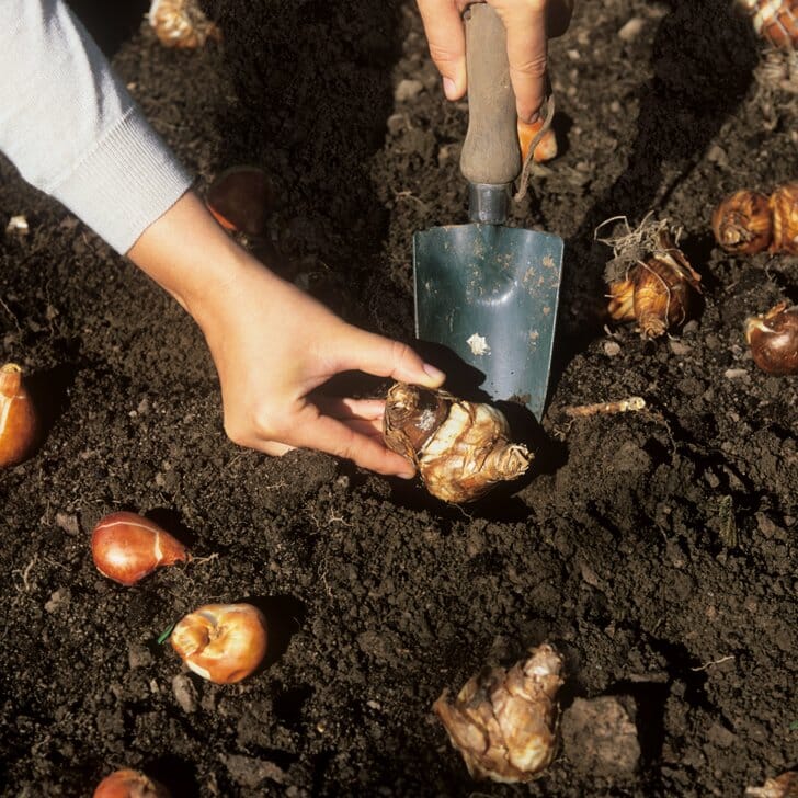 Blumenzwiebeln Pflanzen: Anleitung | Manufactum Gartenjahr