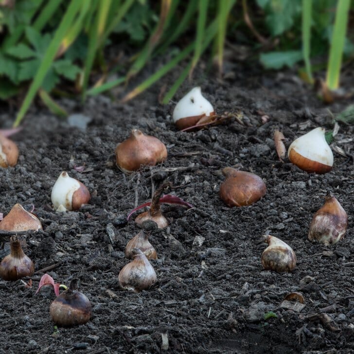 Blumenzwiebeln Pflanzen: Anleitung | Manufactum Gartenjahr