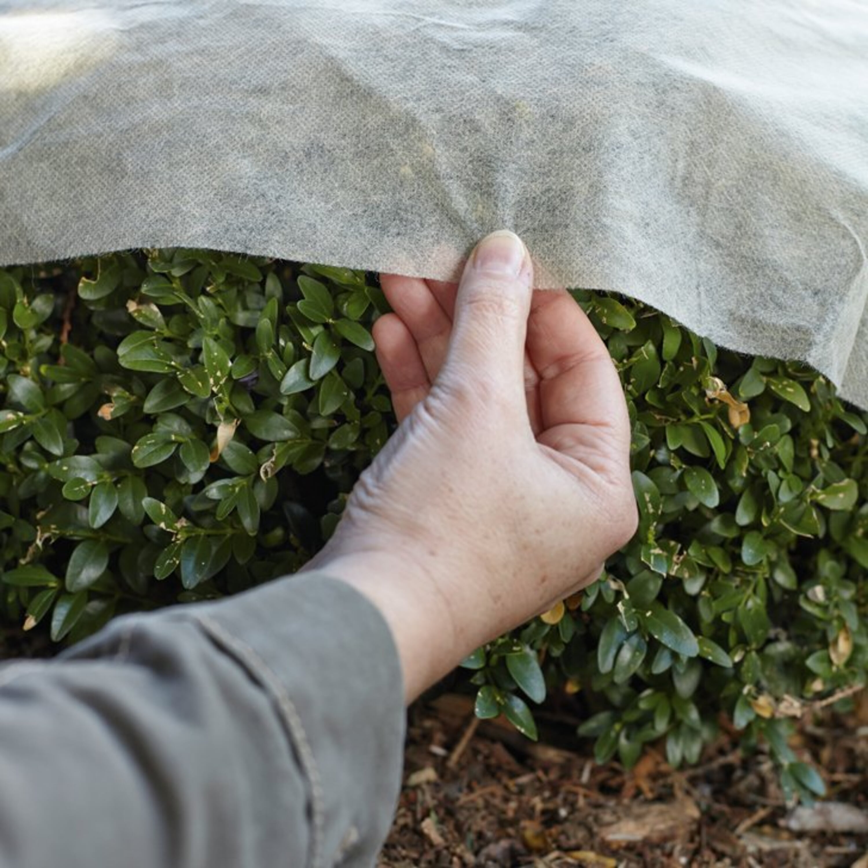 pflanzen frost schützen