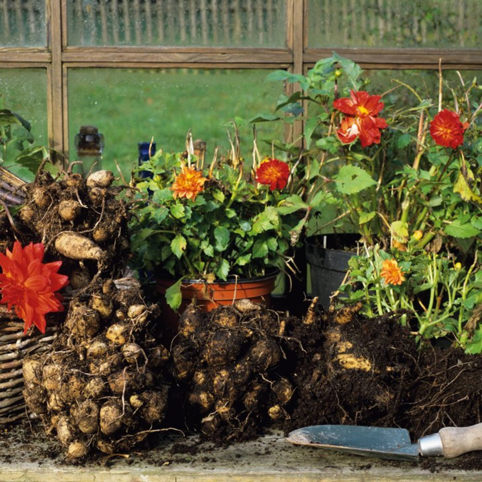 Dahlien einräumen und überwintern Manufactum Gartenjahr