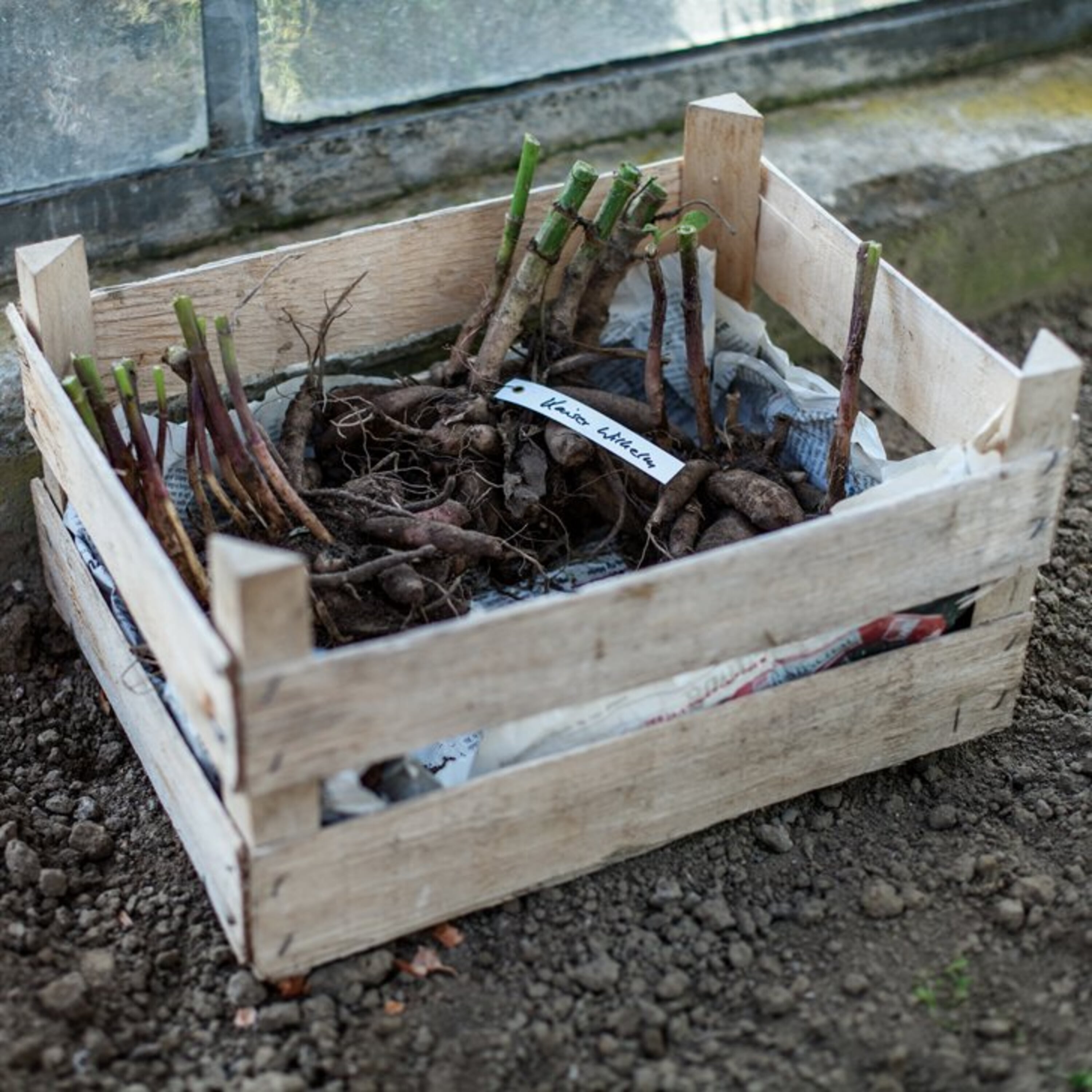 Dahlien einräumen und überwintern Manufactum Gartenjahr