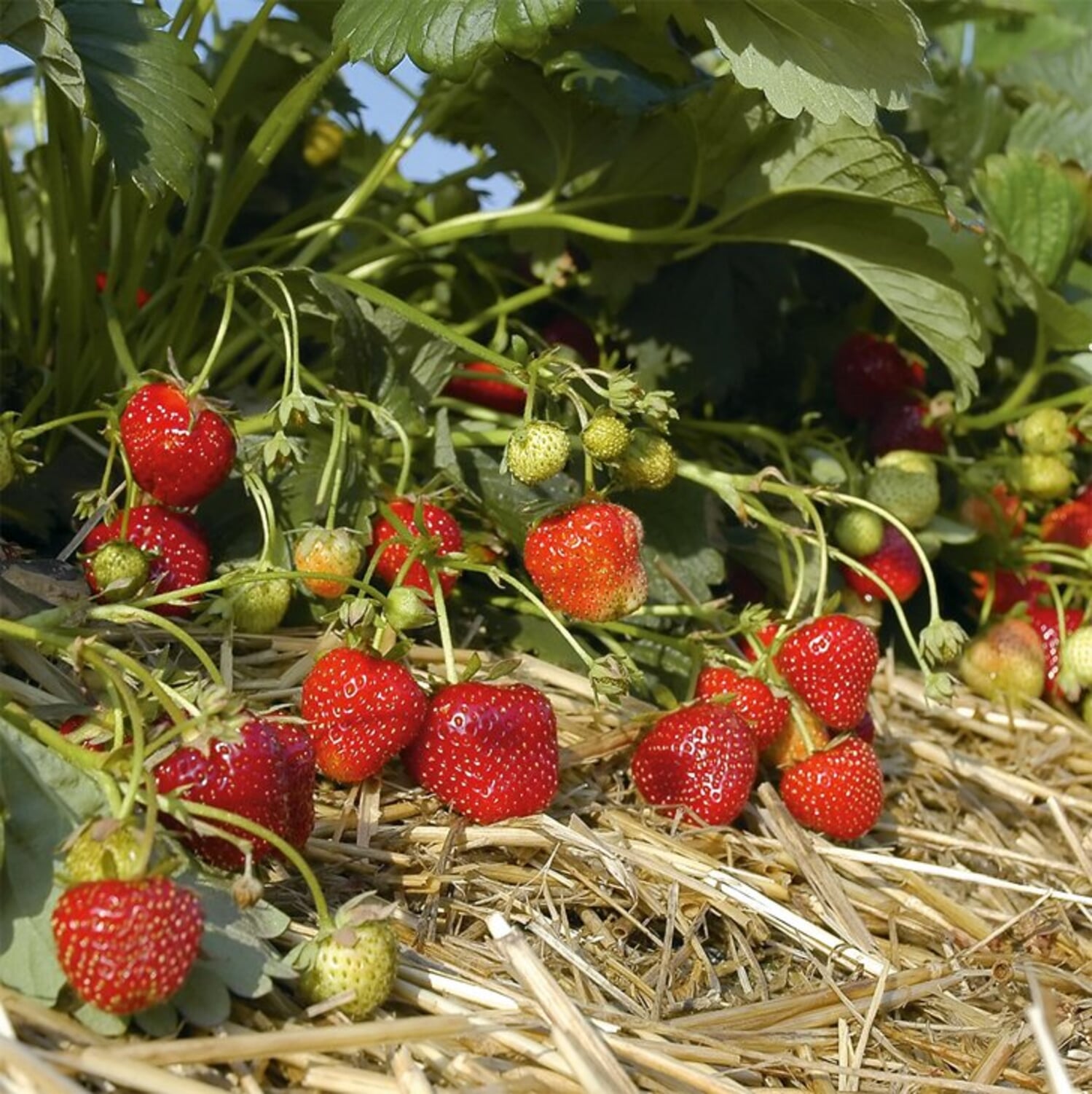 Unter Beerensträuchern mulchen Manufactum Gartenjahr