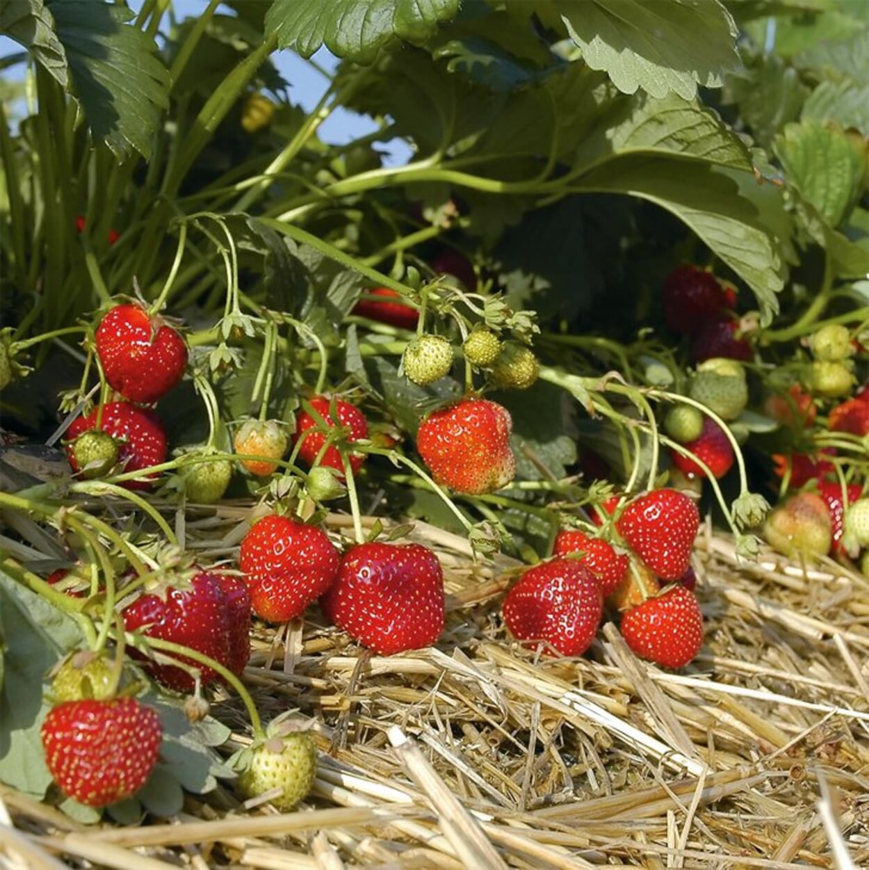 Pailler les fraises