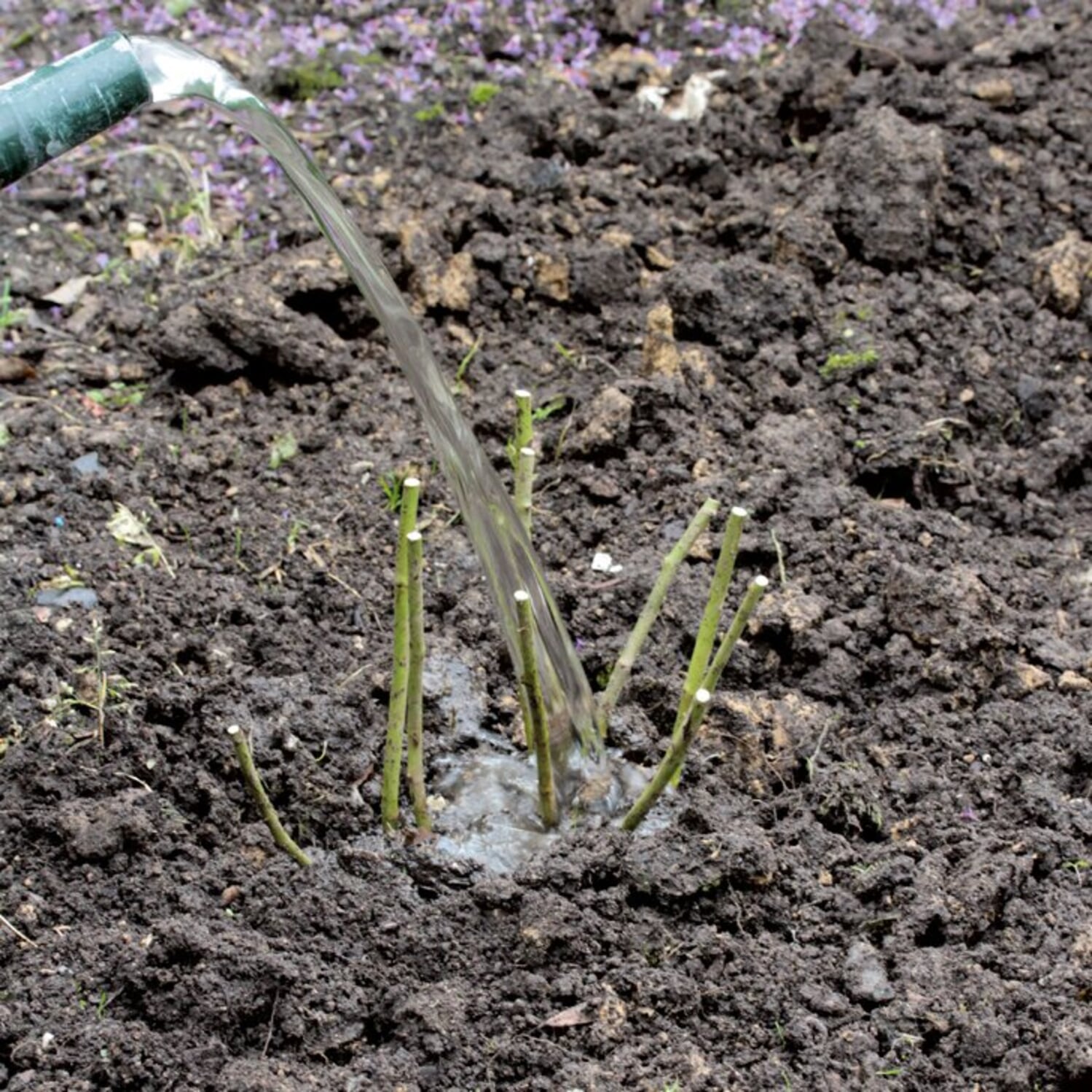 Nach der Hauptblüte Rosen düngen Manufactum Gartenjahr