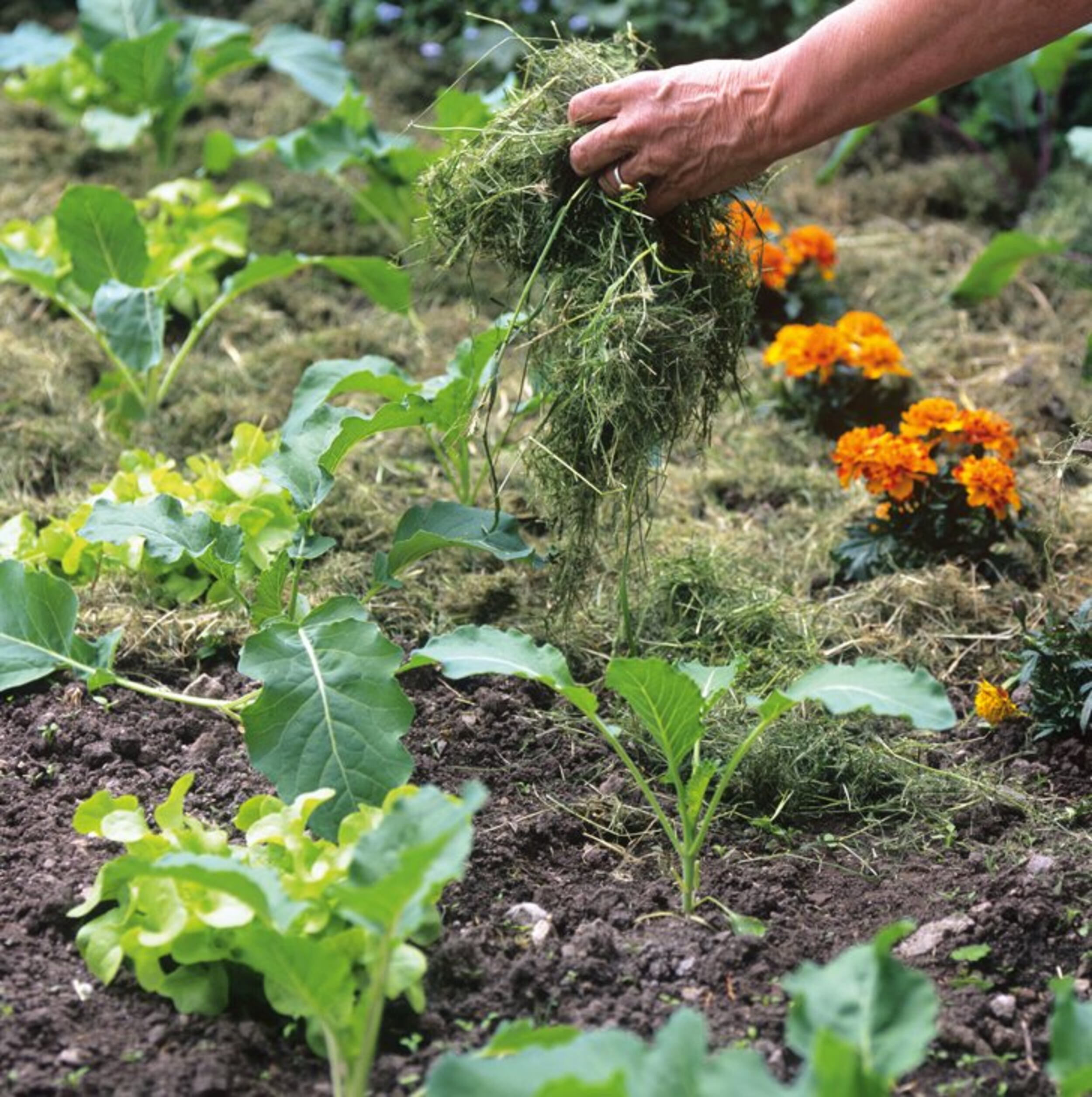 Offene Beetflächen mulchen Manufactum Gartenjahr