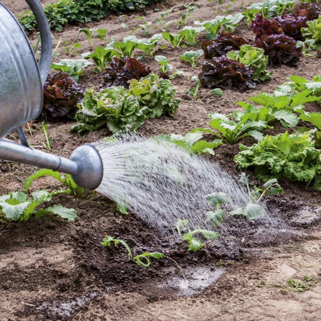 Arroser le potager