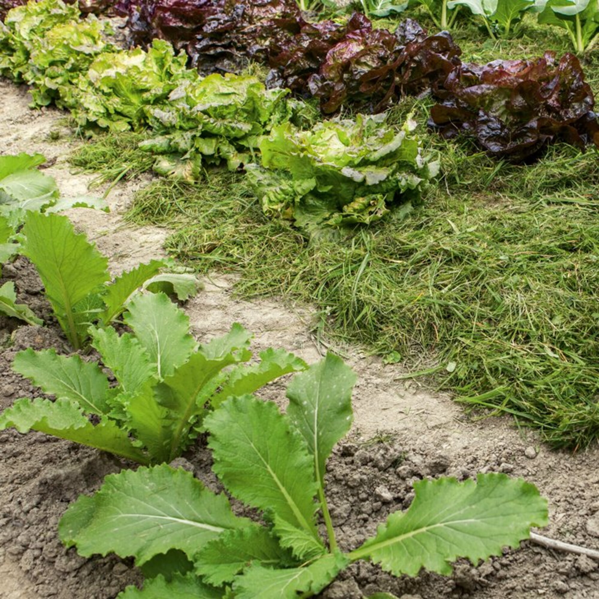 Rasenmähen: 10 wertvolle Tipps | Manufactum Gartenjahr