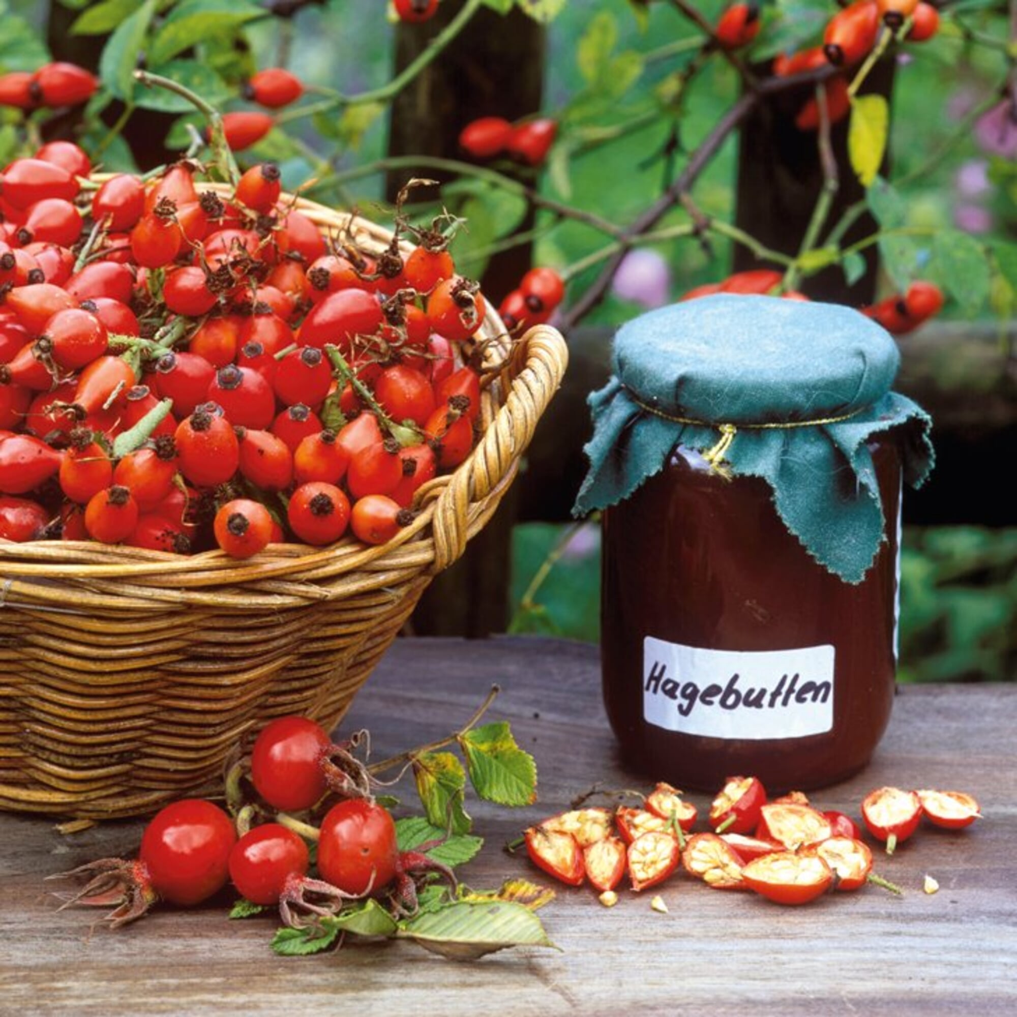 Hagebutten ernten und verarbeiten | Manufactum Gartenjahr