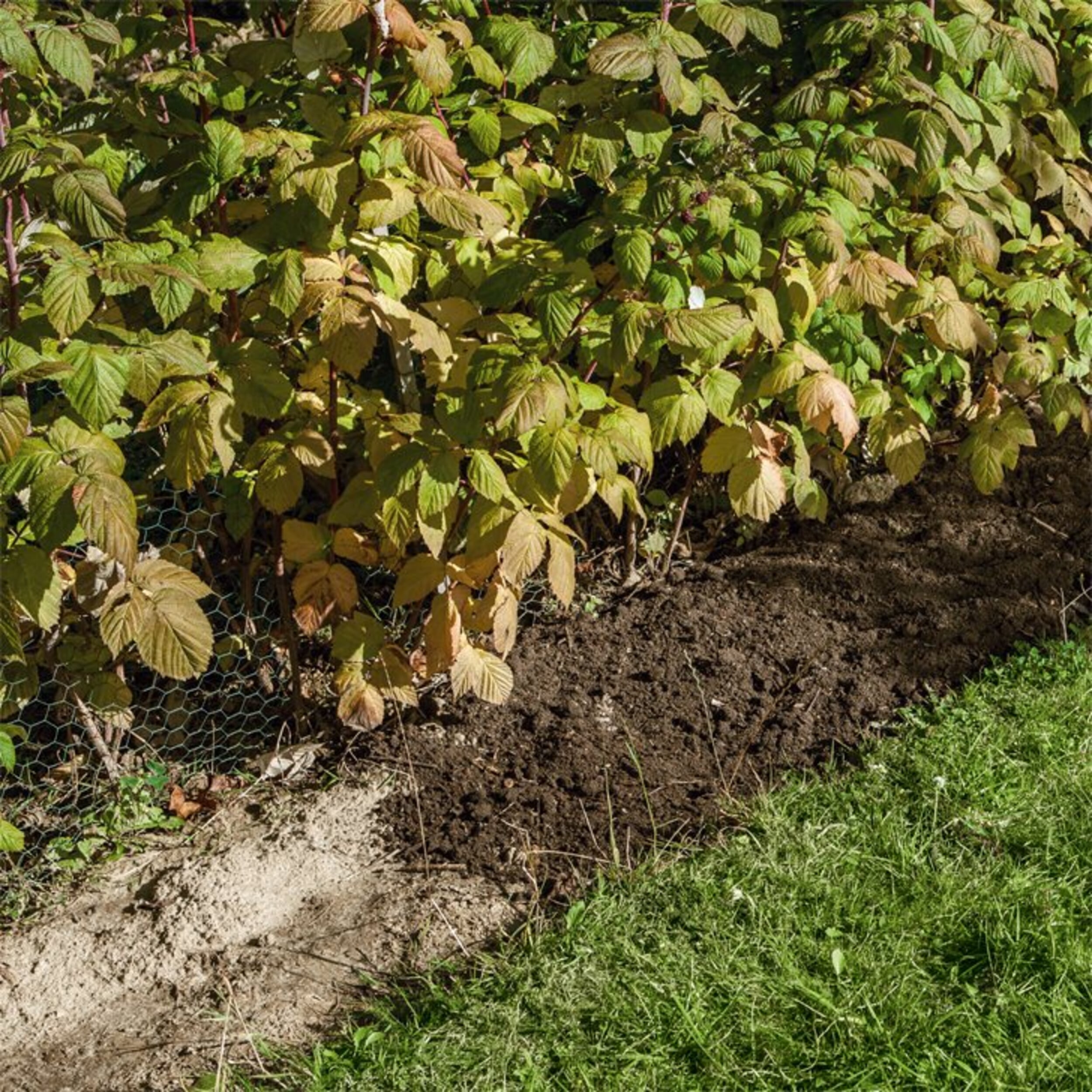 Unter Beerensträuchern mulchen Manufactum Gartenjahr