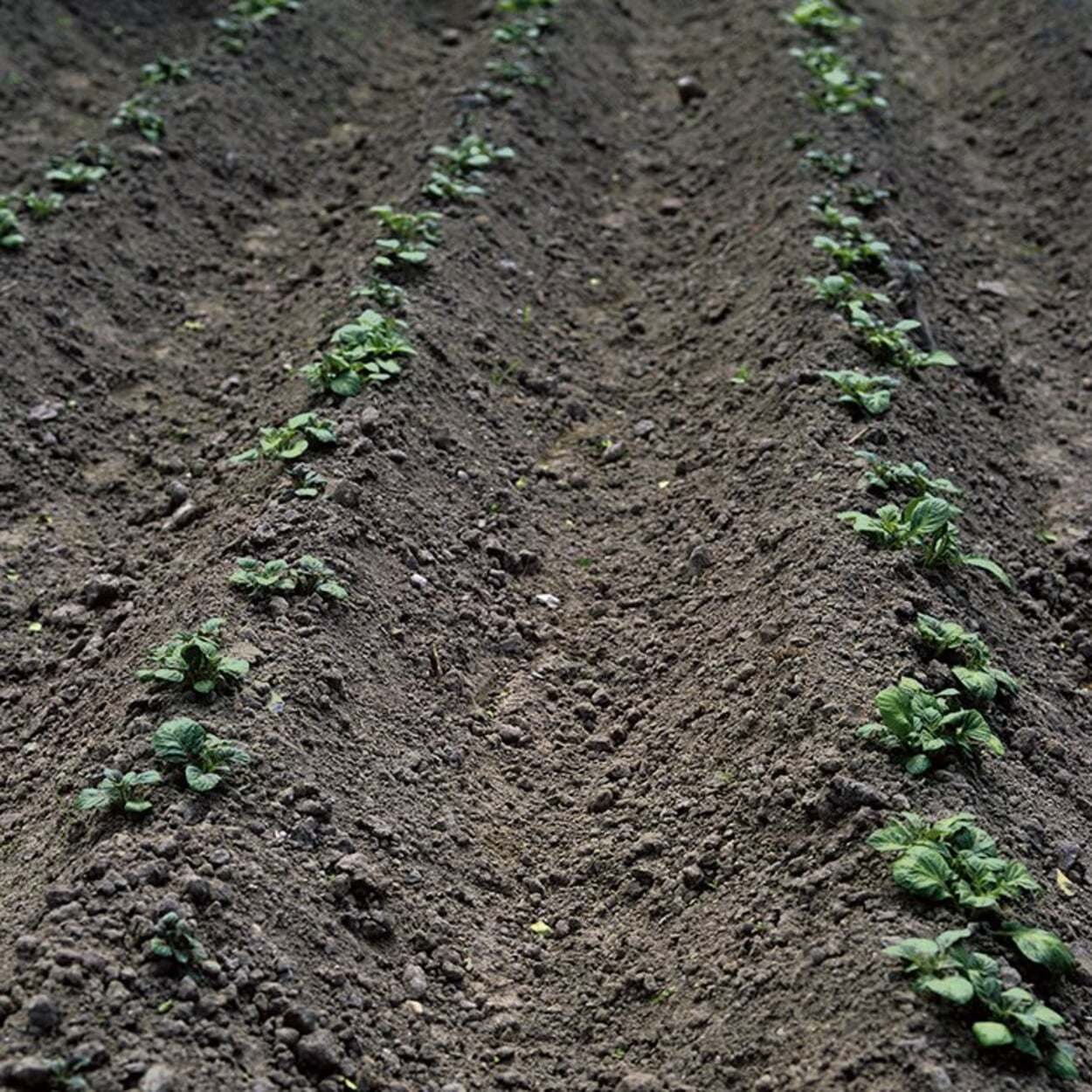 Zum Anhäufeln die Erde an die Kartoffelpflanzen heranziehen, so dass nur noch die Triebspitzen herausschauen