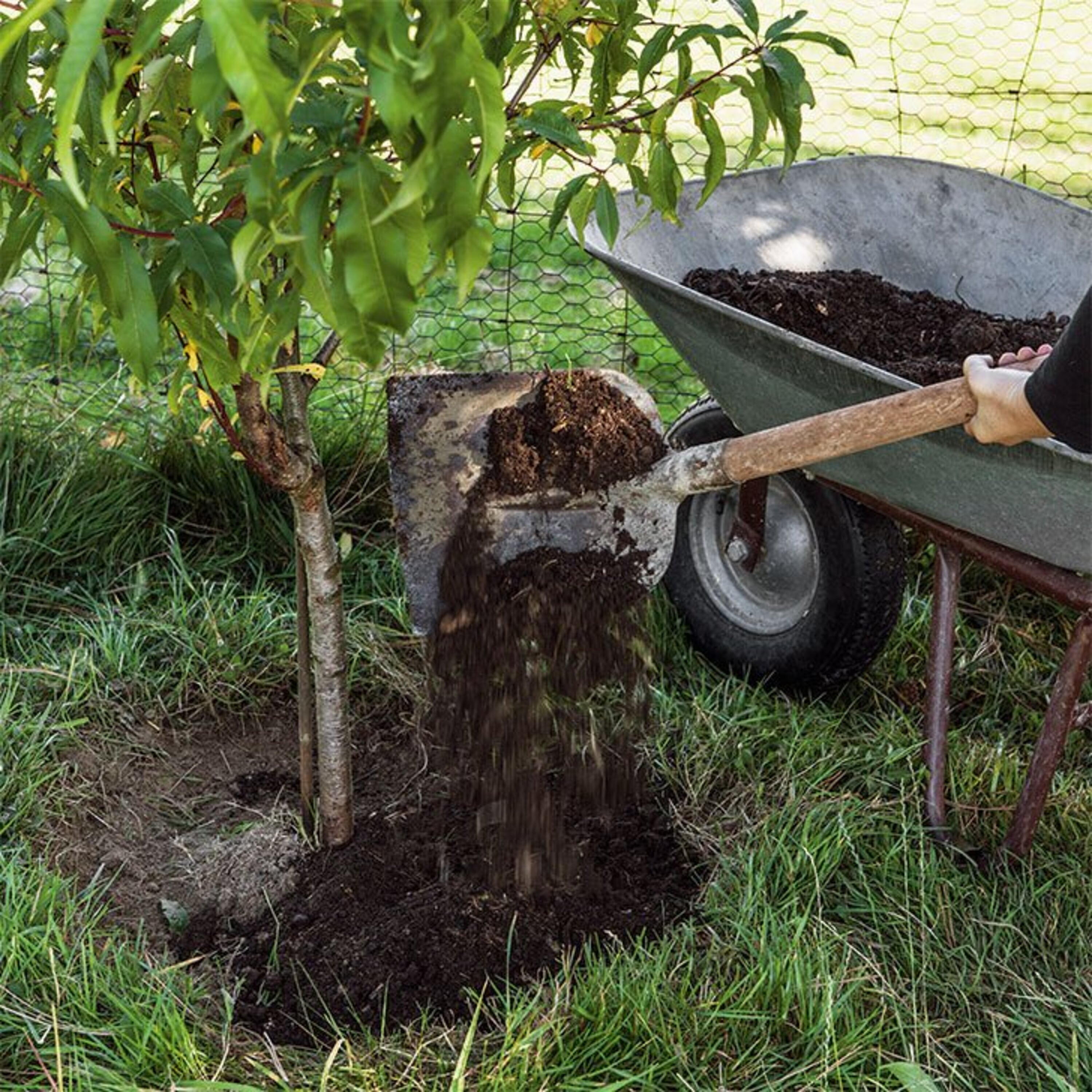 Obstbäume düngen Manufactum Gartenjahr