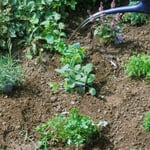 Kräuter zurückschneiden, pflanzen oder säen Manufactum Gartenjahr