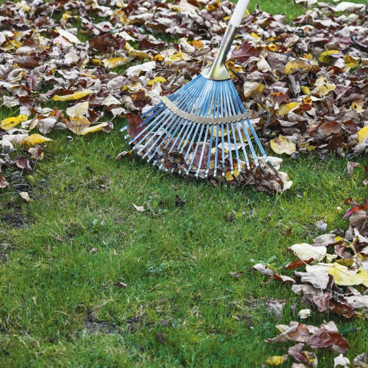 Verwijder grote hoeveelheden bladeren uit het gebied voordat u gaat maaien.