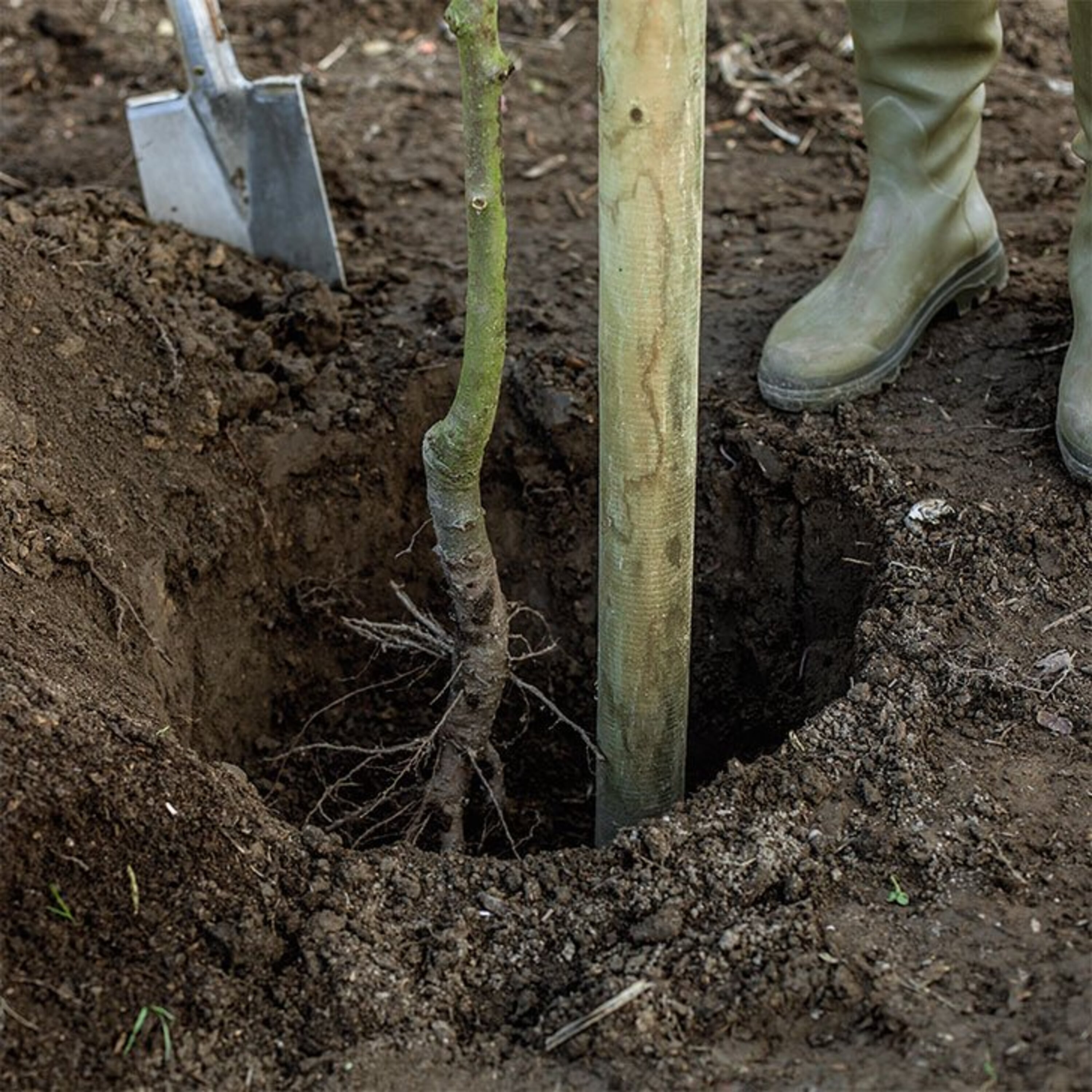 Wurzelnackte Obstbäume pflanzen Manufactum Gartenjahr