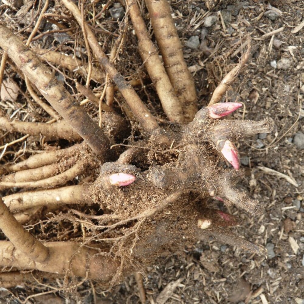 Pfingstrosen teilen und umpflanzen Manufactum Gartenjahr