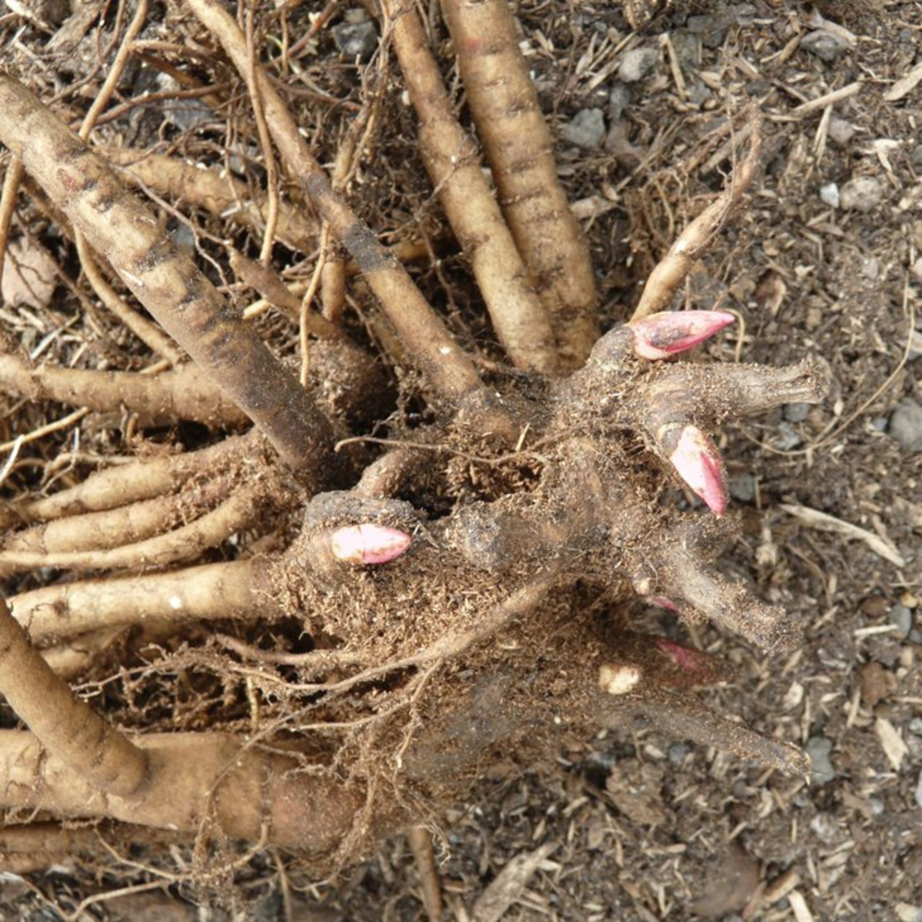 Pfingstrosen teilen und umpflanzen Manufactum Gartenjahr