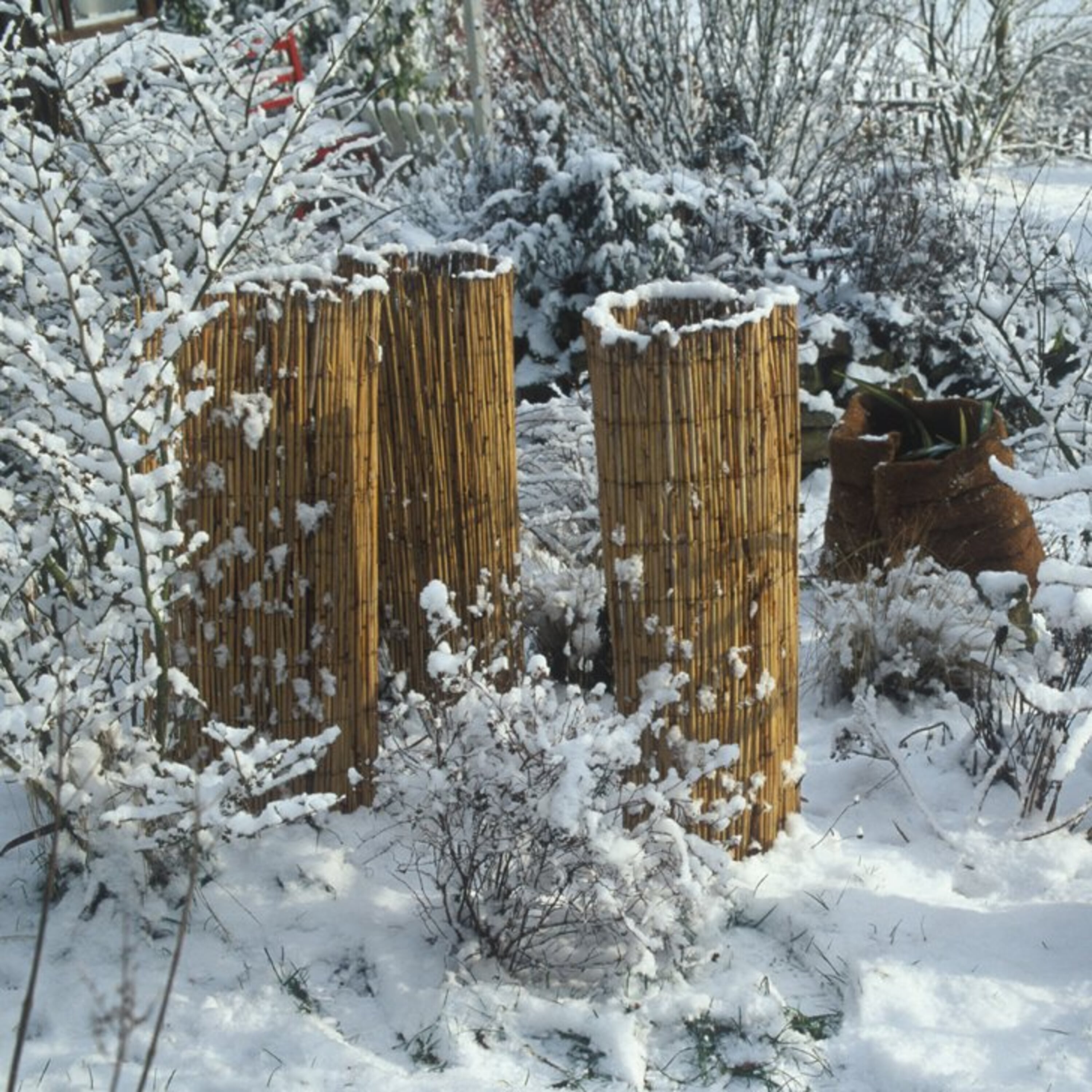 pflanzen frost schützen