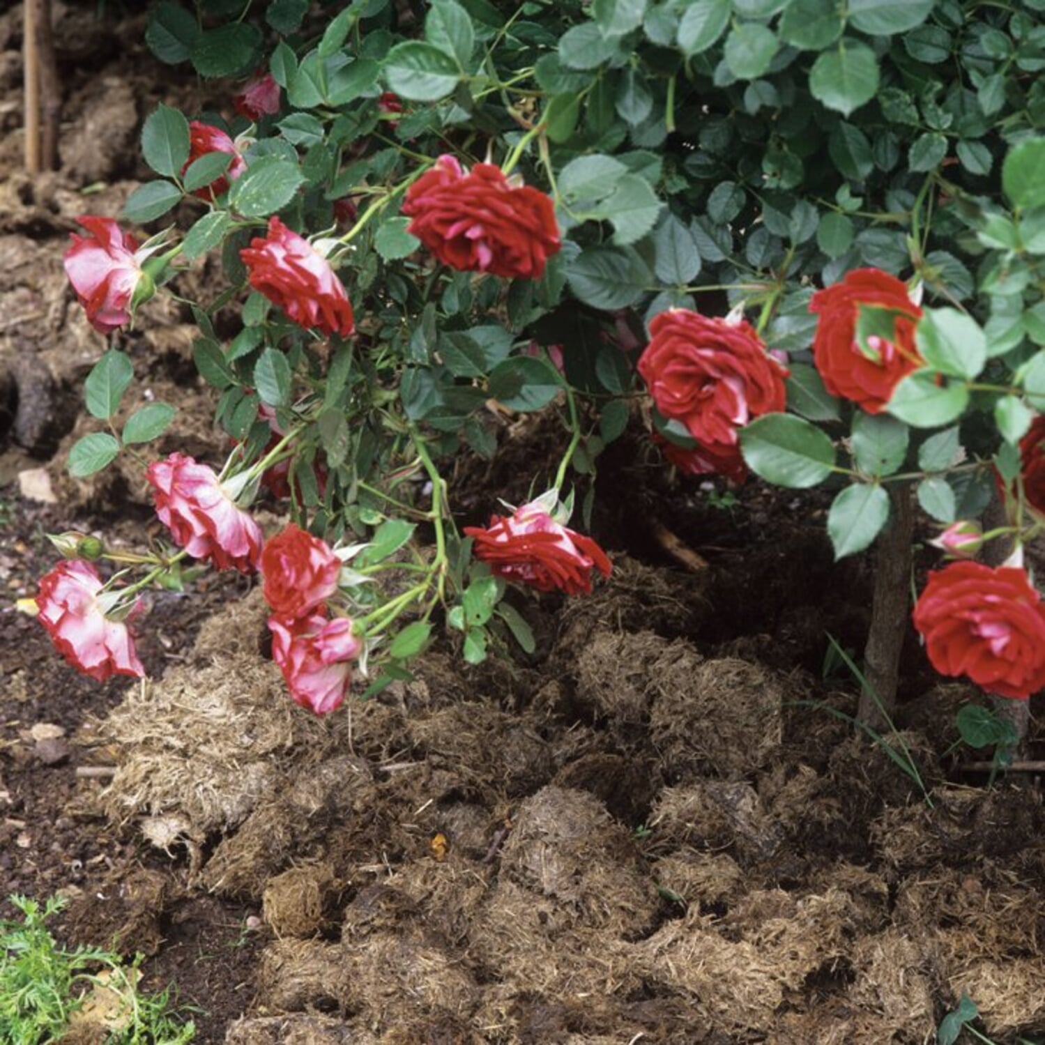 Nach der Hauptblüte Rosen düngen Manufactum Gartenjahr