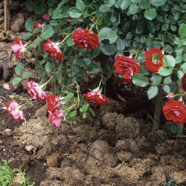 Nach der Hauptblüte Rosen düngen Manufactum Gartenjahr