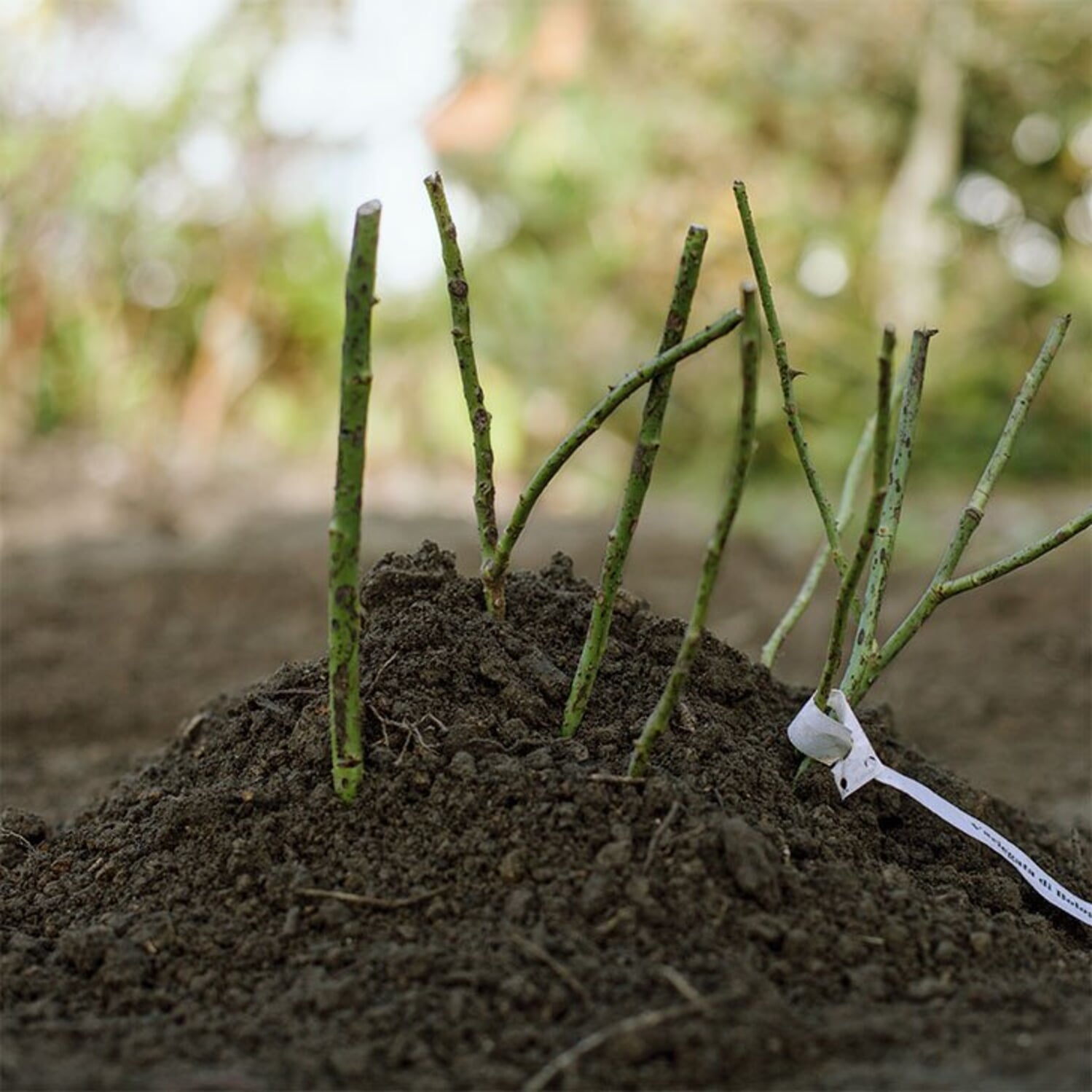 Rosen pflanzen im Frühjahr | Manufactum Gartenjahr