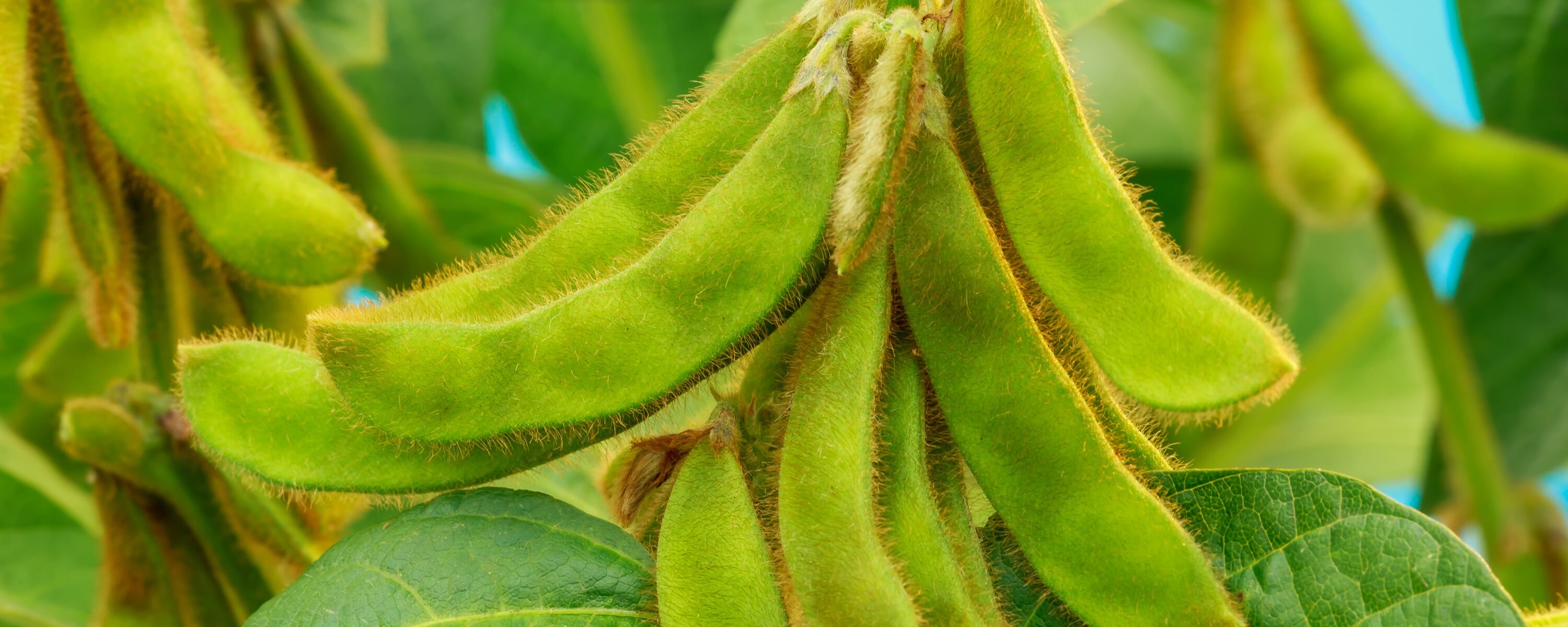 Soybean (Glycine max) | Manufactum