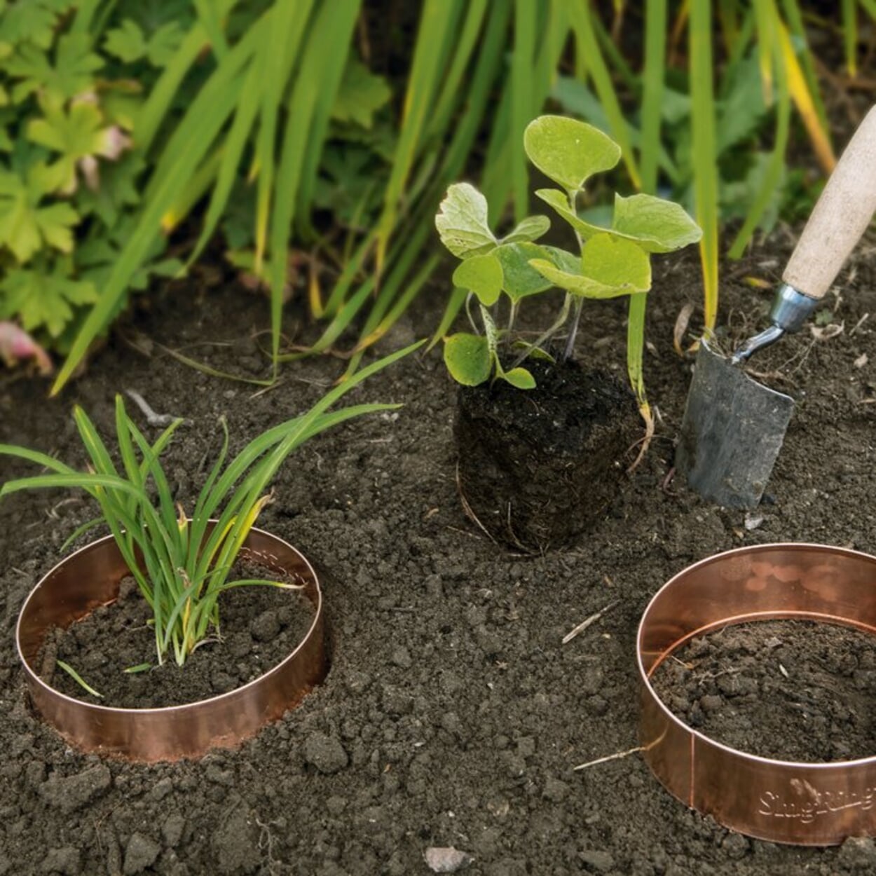 Bescherm pas geplante vaste planten met een ring van koperfolie