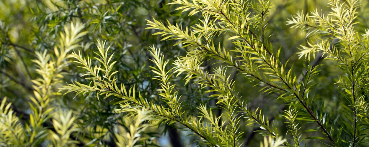 Arbre à thé (Melaleuca alternifolia)