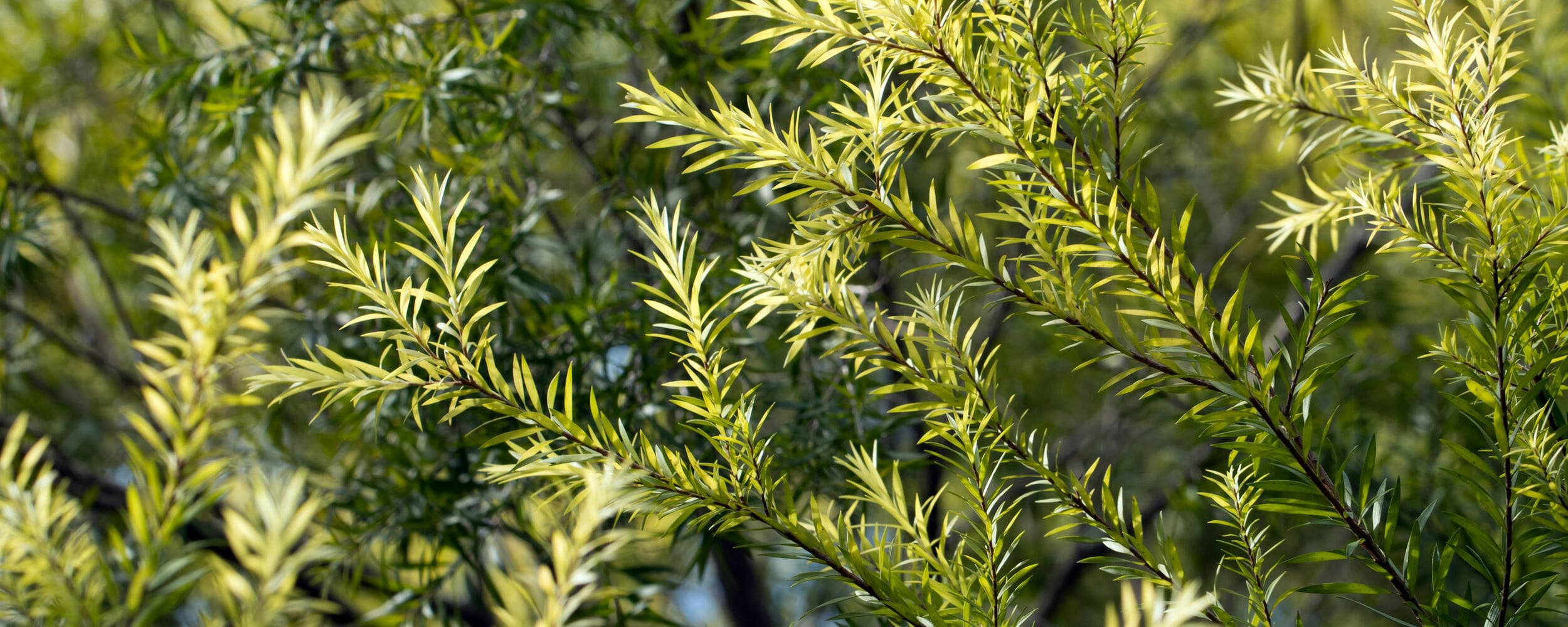 Teebaum (Melaleuca alternifolia) | Heilpflanzen ABC