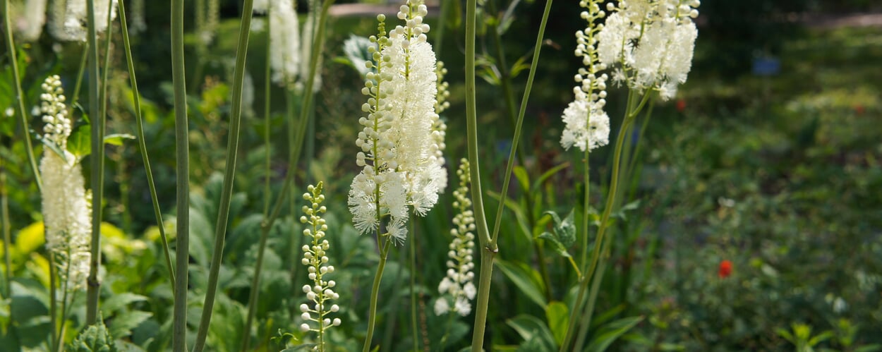 Traubensilberkerze (Cimicifuga racemosa)