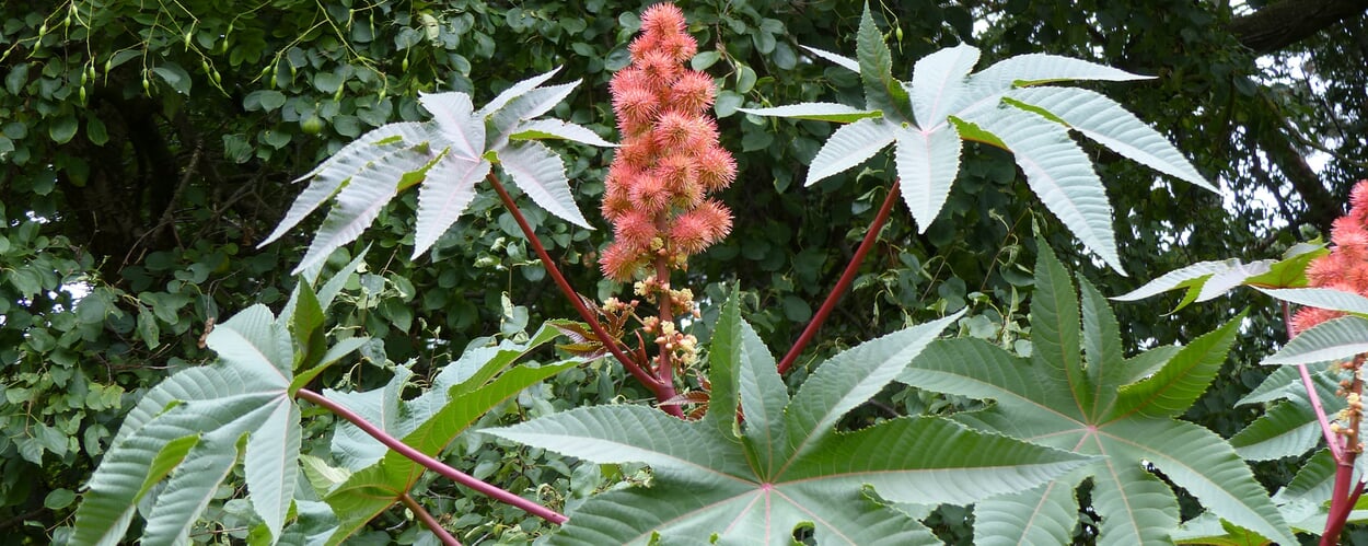 Castor oil plant (Ricinus communis)