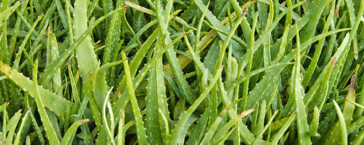 Aloë vera (Aloe barbadensis)