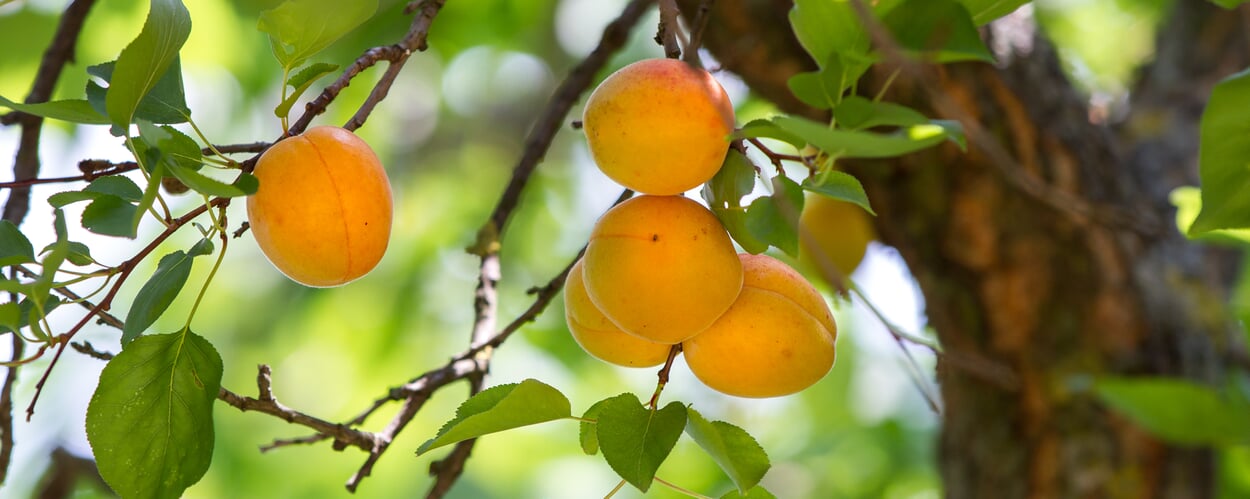 Abrikoos (Prunus armeniaca)