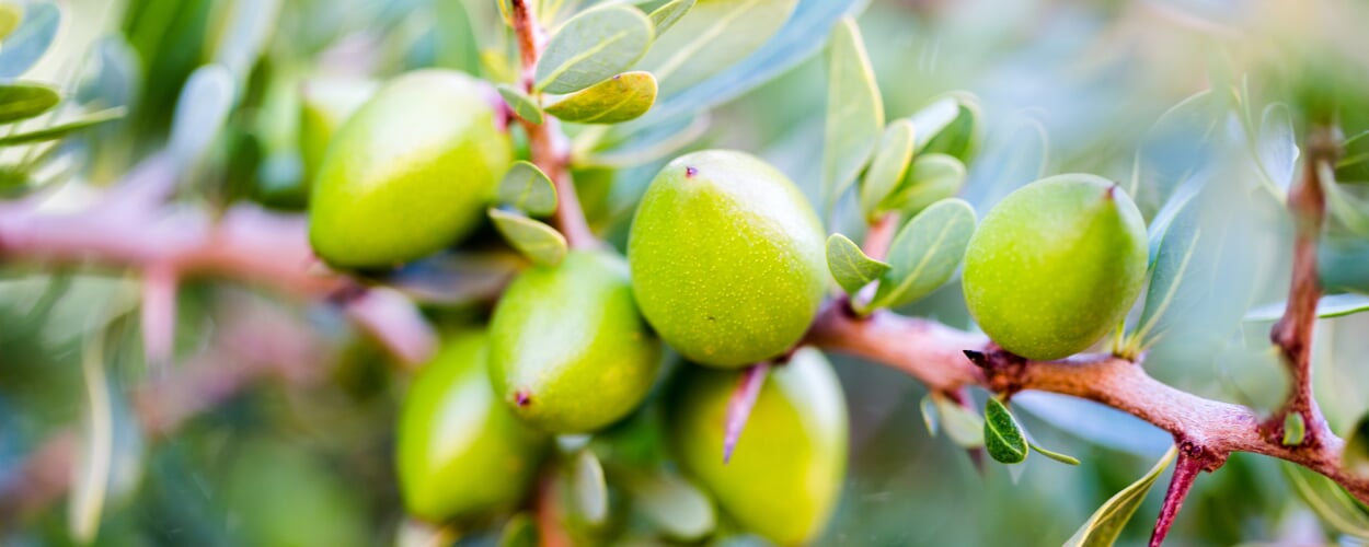 Argan tree (Argania spinosa)