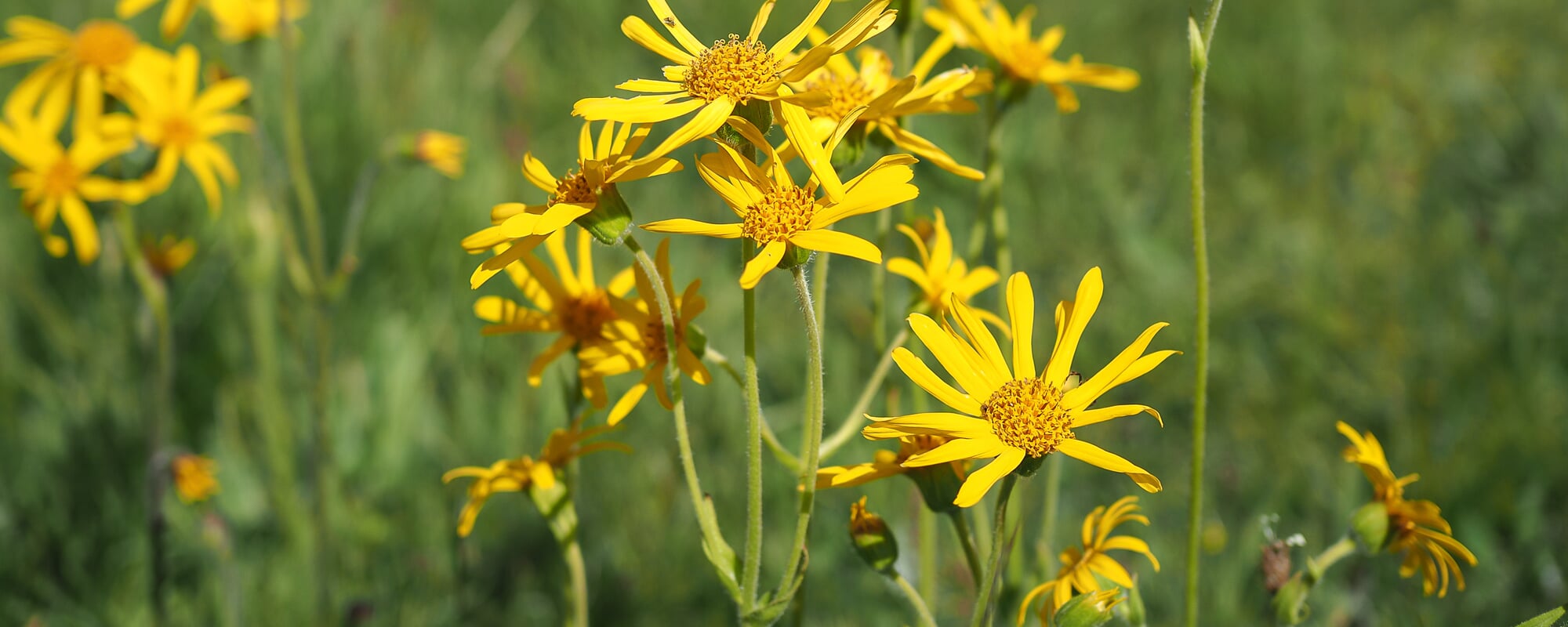 Arnika (Arnica montana) Heilpflanzen ABC