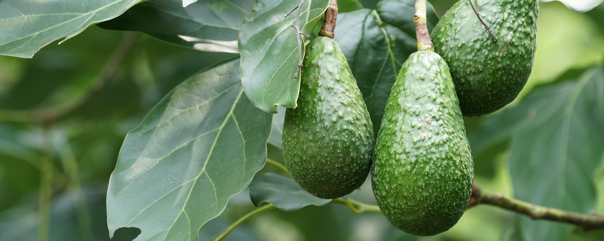 Avocadoplant Persea Americana Manufactum avocadoplant-persea-americana-manufactum
