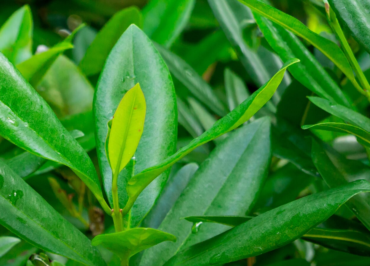 Bay tree leaves