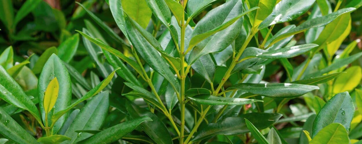 Bay rum tree (Pimenta racemosa)