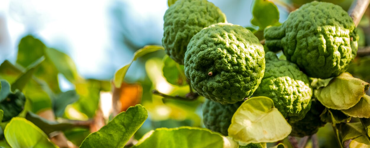 Bergamotte (Citrus bergamia)