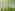 Birke (Betula spec.)