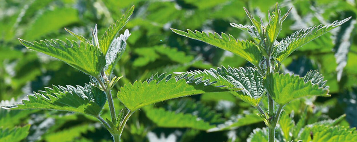 Grote Brandnetel (Urtica dioica L.)