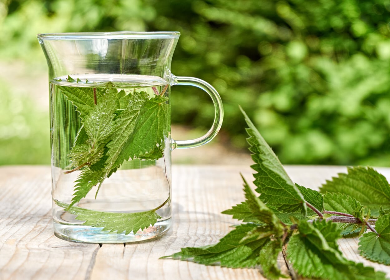 Nettle tea