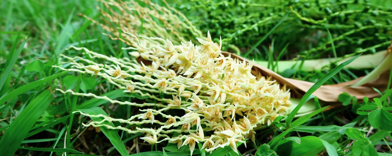 Carnauba palm (Copernicia prunifera)