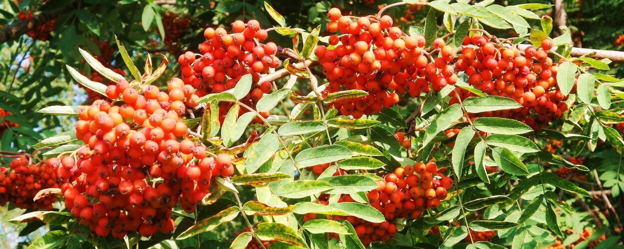 Vogelbeere (Sorbus aucuparia)